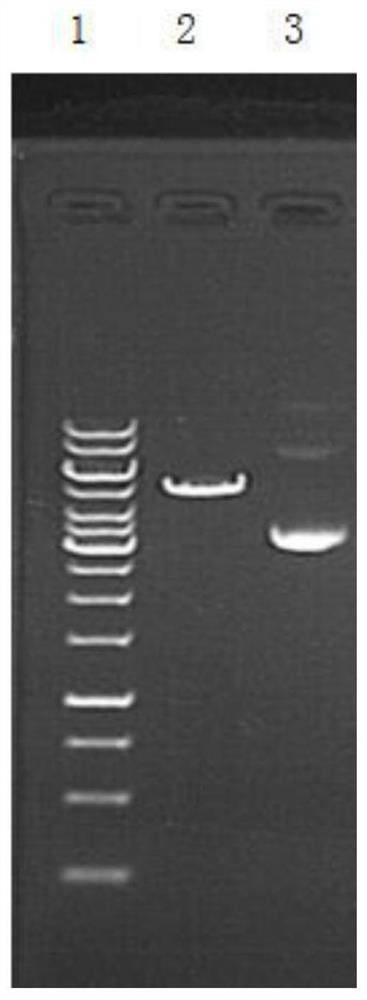 A recombinant plasmid containing wsb1 gene promoter and reporter gene and its construction method and application