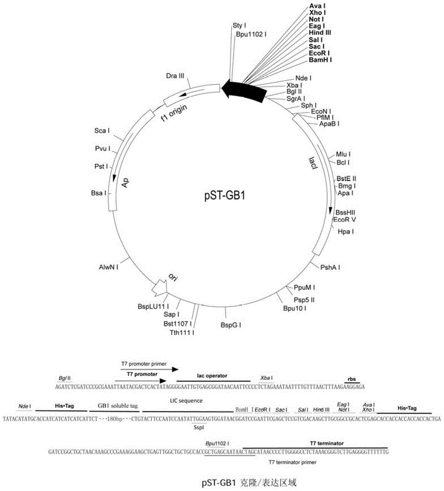 Platinum complexes, protein complexes prepared from same, and preparation method of protein complexes