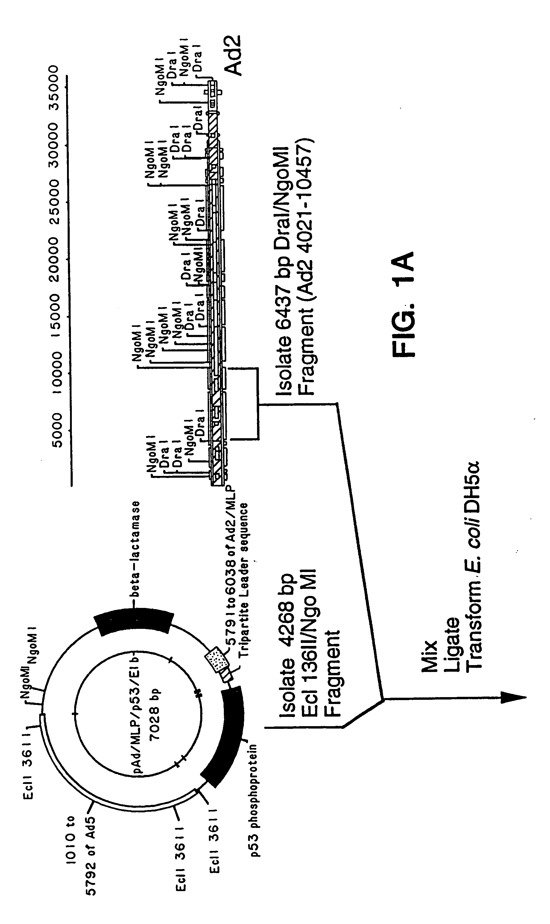 Adenoviral vectors having a protein IX deletion