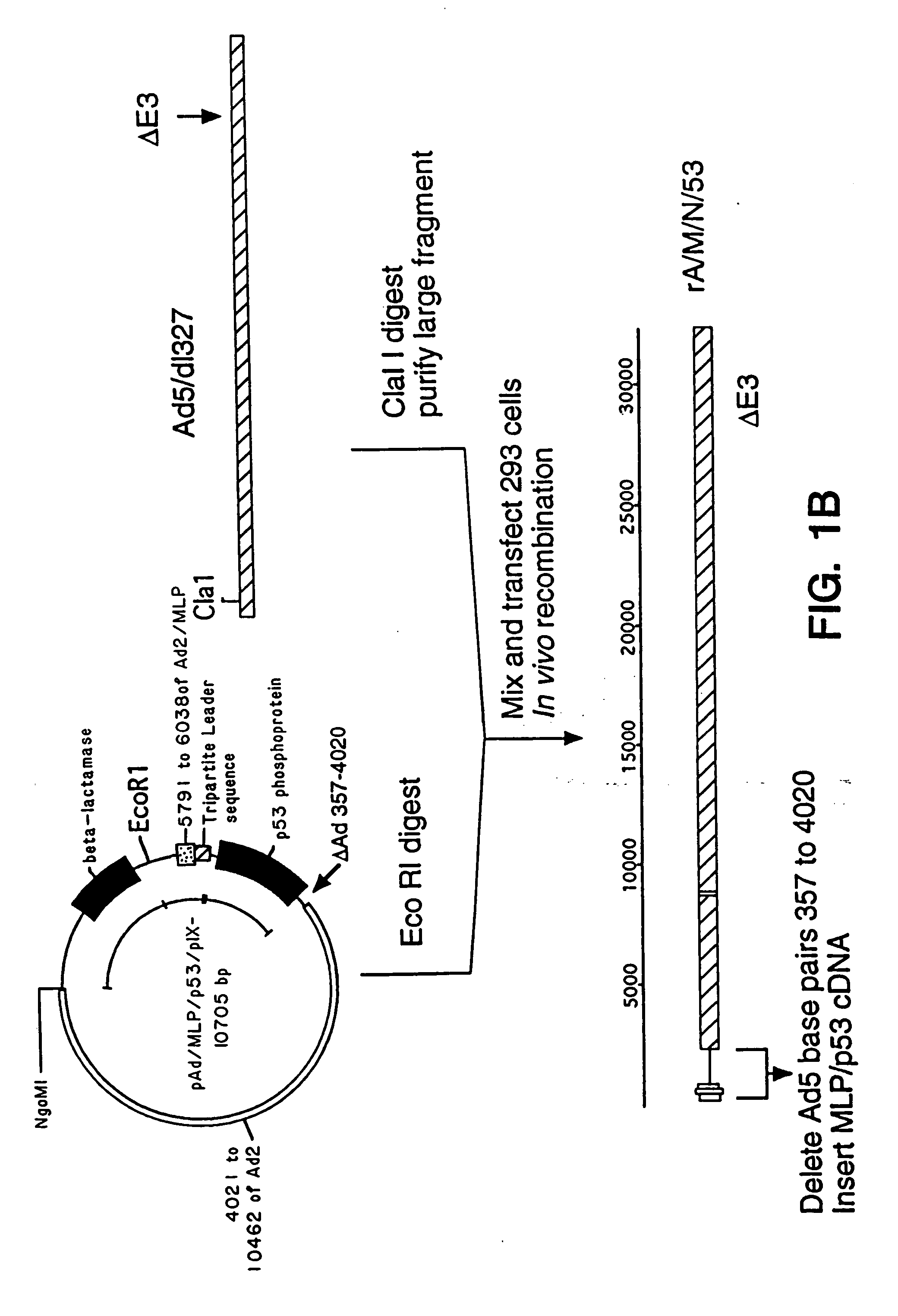 Adenoviral vectors having a protein IX deletion