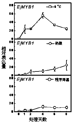 Transcription factor EjMYB1 participating in control on synthesis of loquat fruit lignin and application thereof