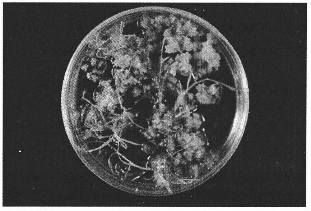 The Culture Method of Callus Induction and Regeneration of Mature Embryo of Goose View Grass