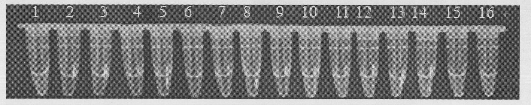 Salmonella and shigella joint detection kit and detection method thereof