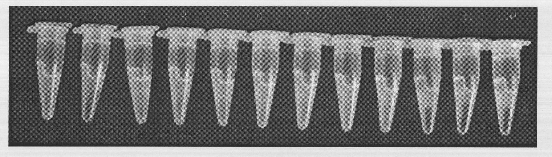 Salmonella and shigella joint detection kit and detection method thereof