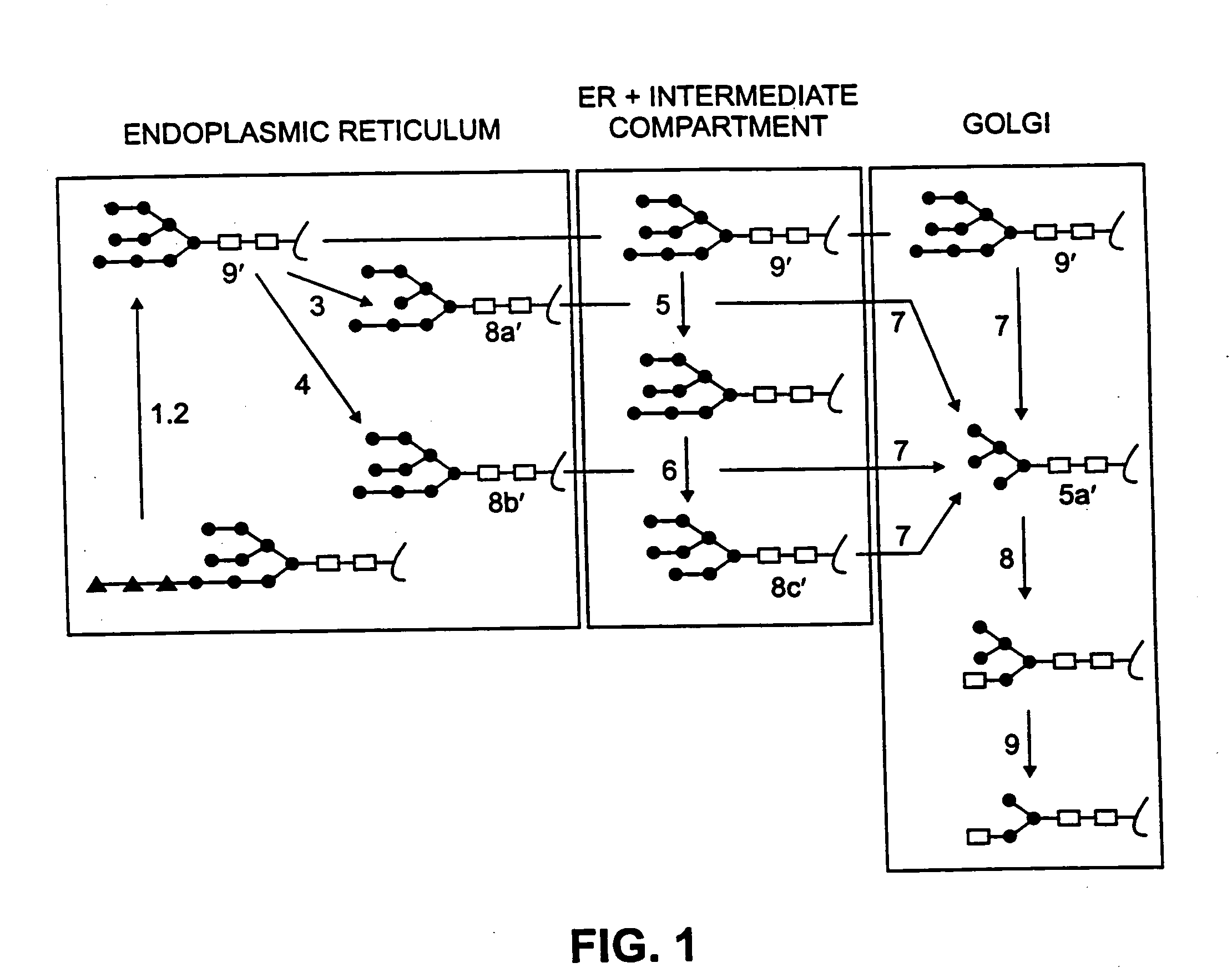 High mannose proteins and methods of making high mannose proteins