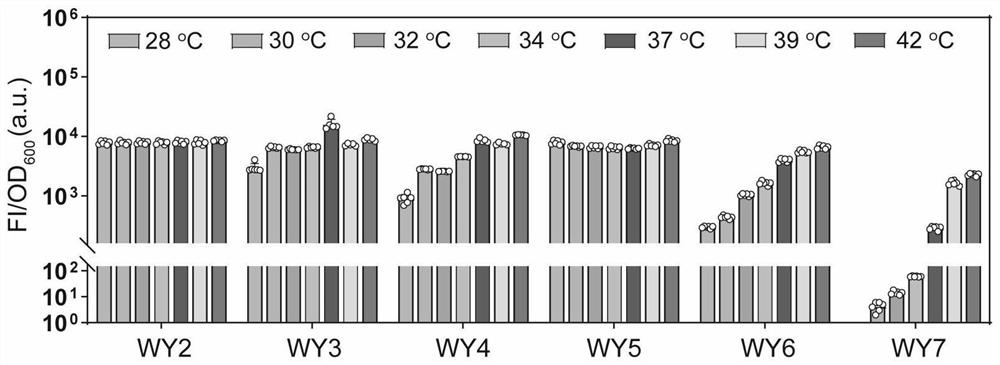 Temperature-sensitive gene loop system as well as construction method and application thereof