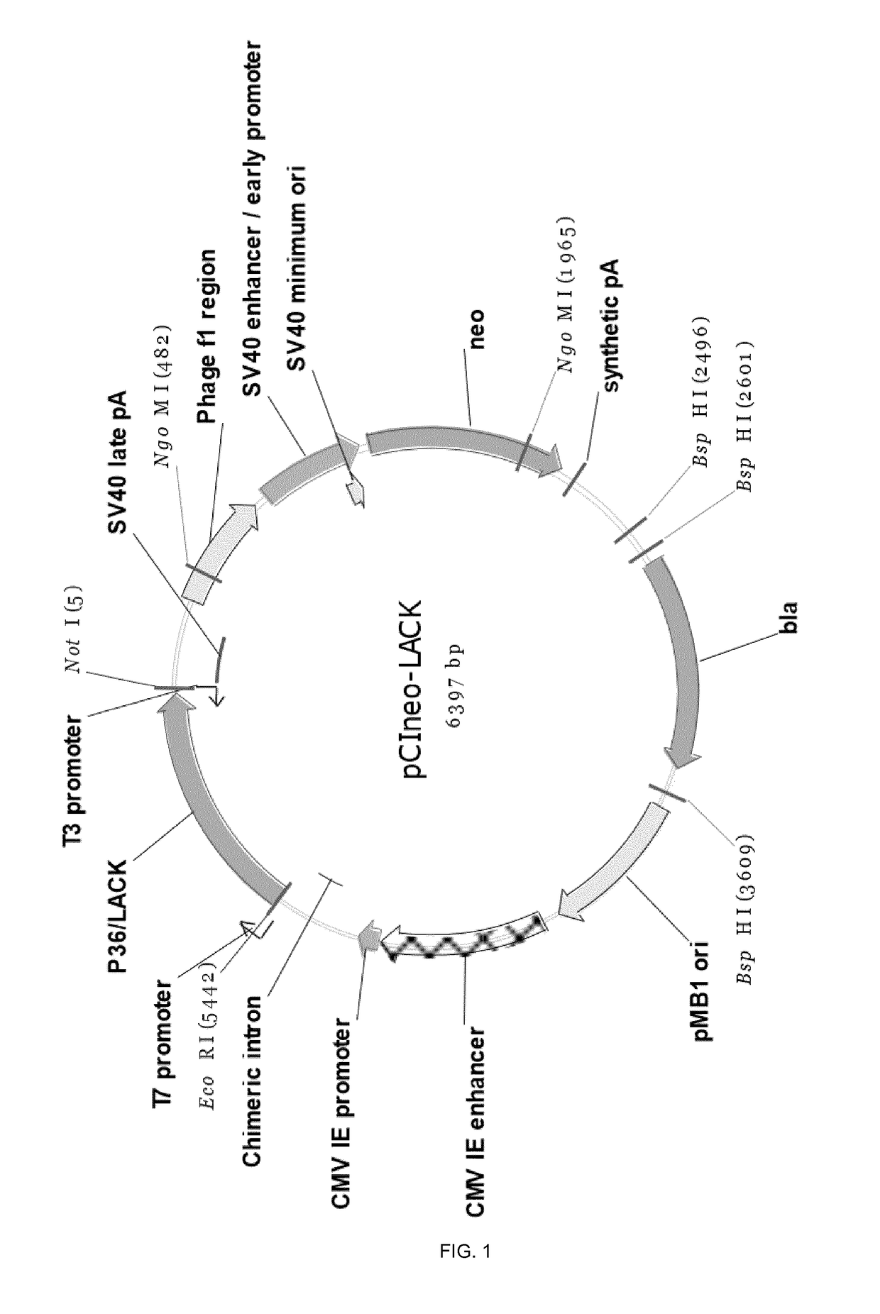 Molecular adjuvant and vaccine