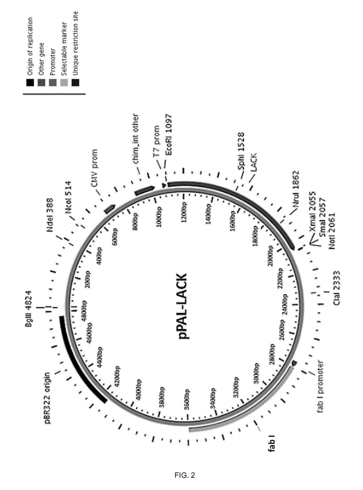 Molecular adjuvant and vaccine