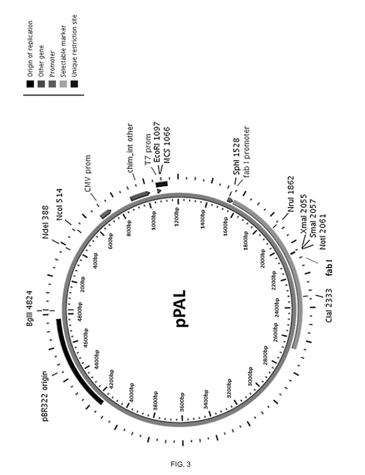 Molecular adjuvant and vaccine