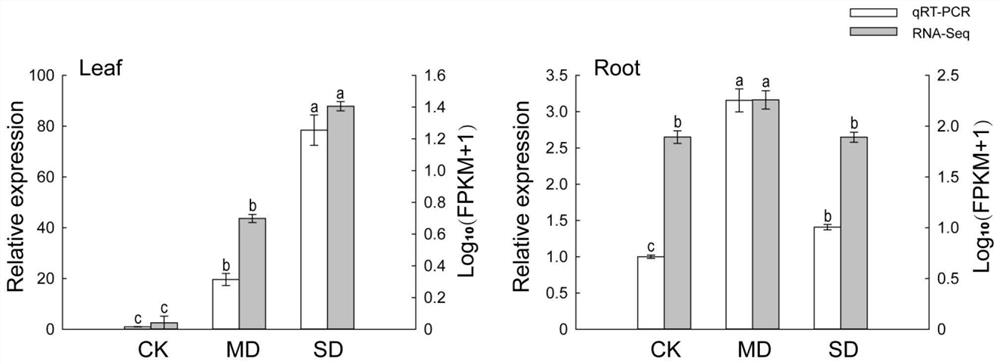 Transcription factor VcMYB108 related to plant drought tolerance as well as coding gene and application of transcription factor VcMYB108