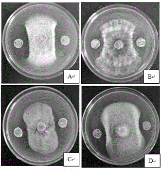 Ginseng bacterium TY15-2 with effects of disease prevention and growth promotion and application thereof