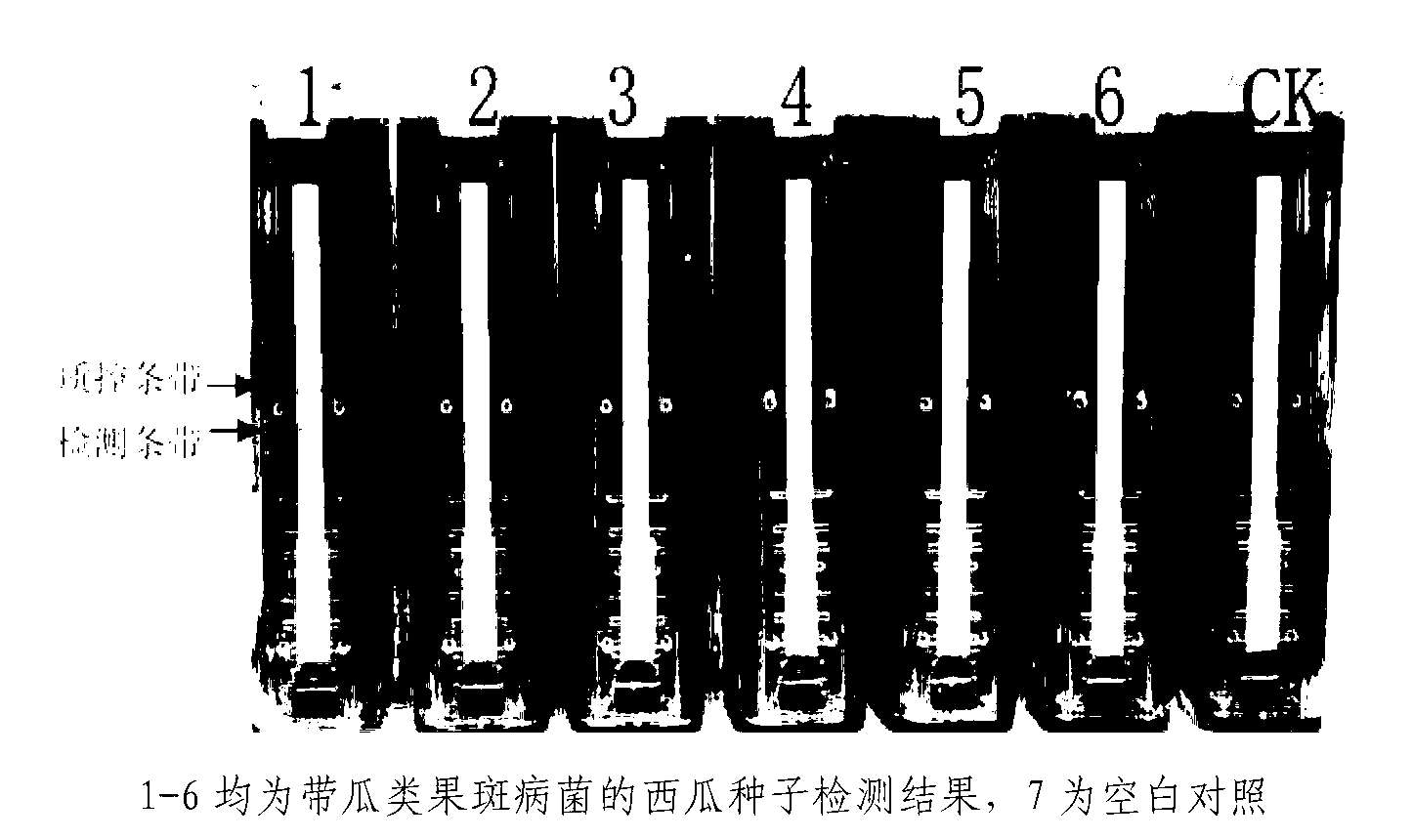 Primers and method for cross primer isothermal amplification detection of acidovorax citrulli