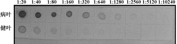 Hybridoma cell strain secreting monoclonal antibody against watermelon mosaic virus and application of monoclonal antibody