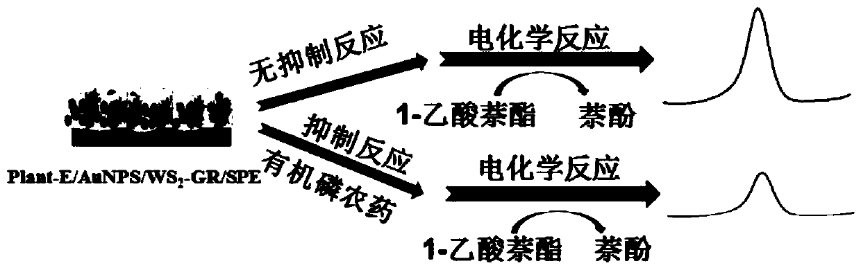 Enzyme biosensor for pesticide residue detection and preparation method and application of enzyme biosensor