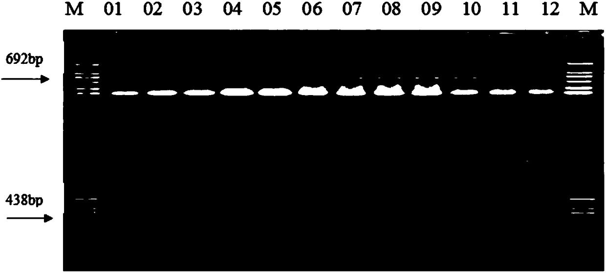 Molecular marker relevant to wheat grain ferulic acid arabiaxylan (FAX) content