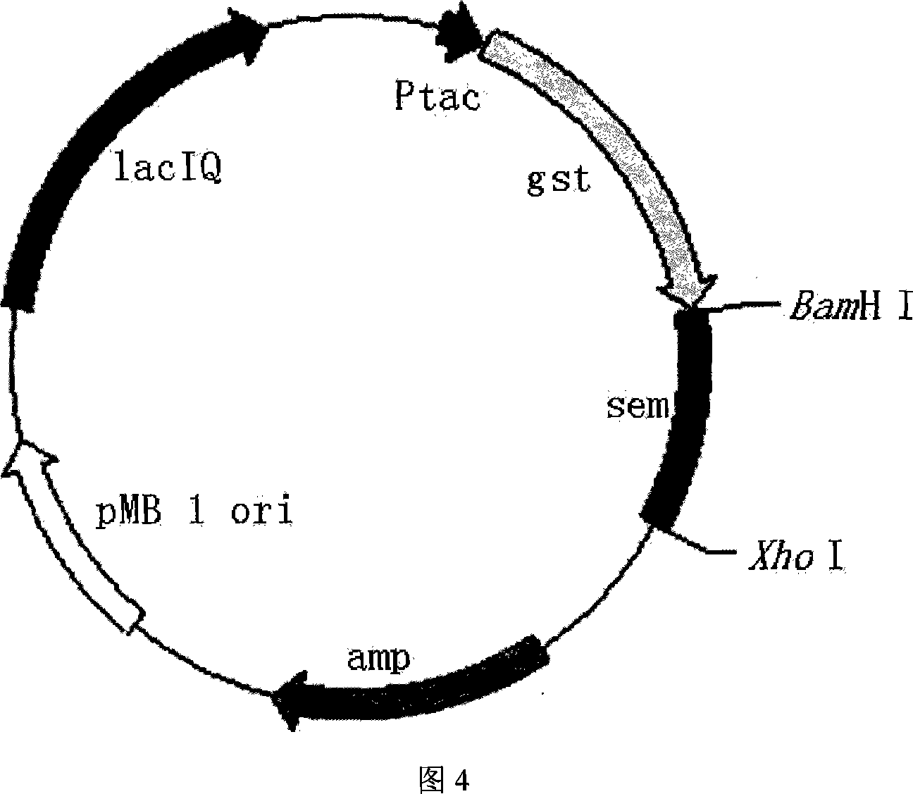 Recombinant staphylococcus aureus enterotoxin M and its prepn and application