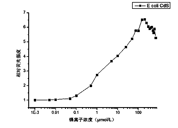 Fluorescence-based cadmium ion concentration detection method by using whole cell biosensor