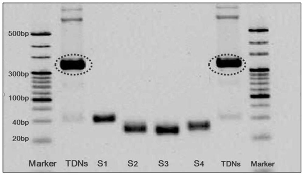 Application of dna tetrahedron in preparation of medicine for treating Alzheimer's disease