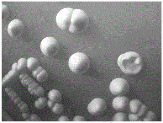 Wine yeast capable of low-yielding hydrogen sulfide and ethyl carbamate as well as screening method and application of wine yeast