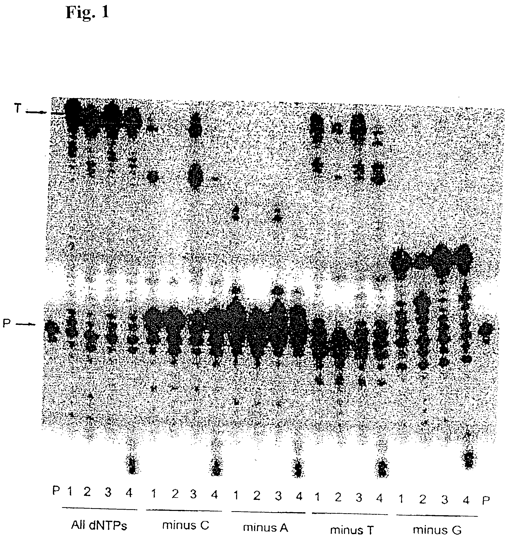 High fidelity reverse transcriptases and uses thereof