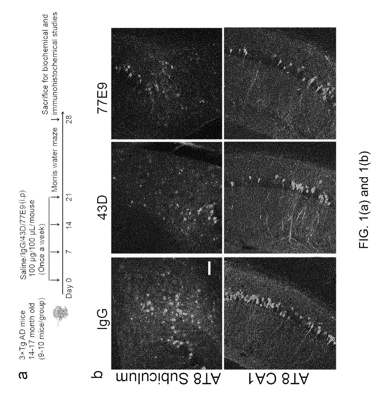 Treatment of tauopathies by passive immunization targeting the N-terminal projection domain of tau