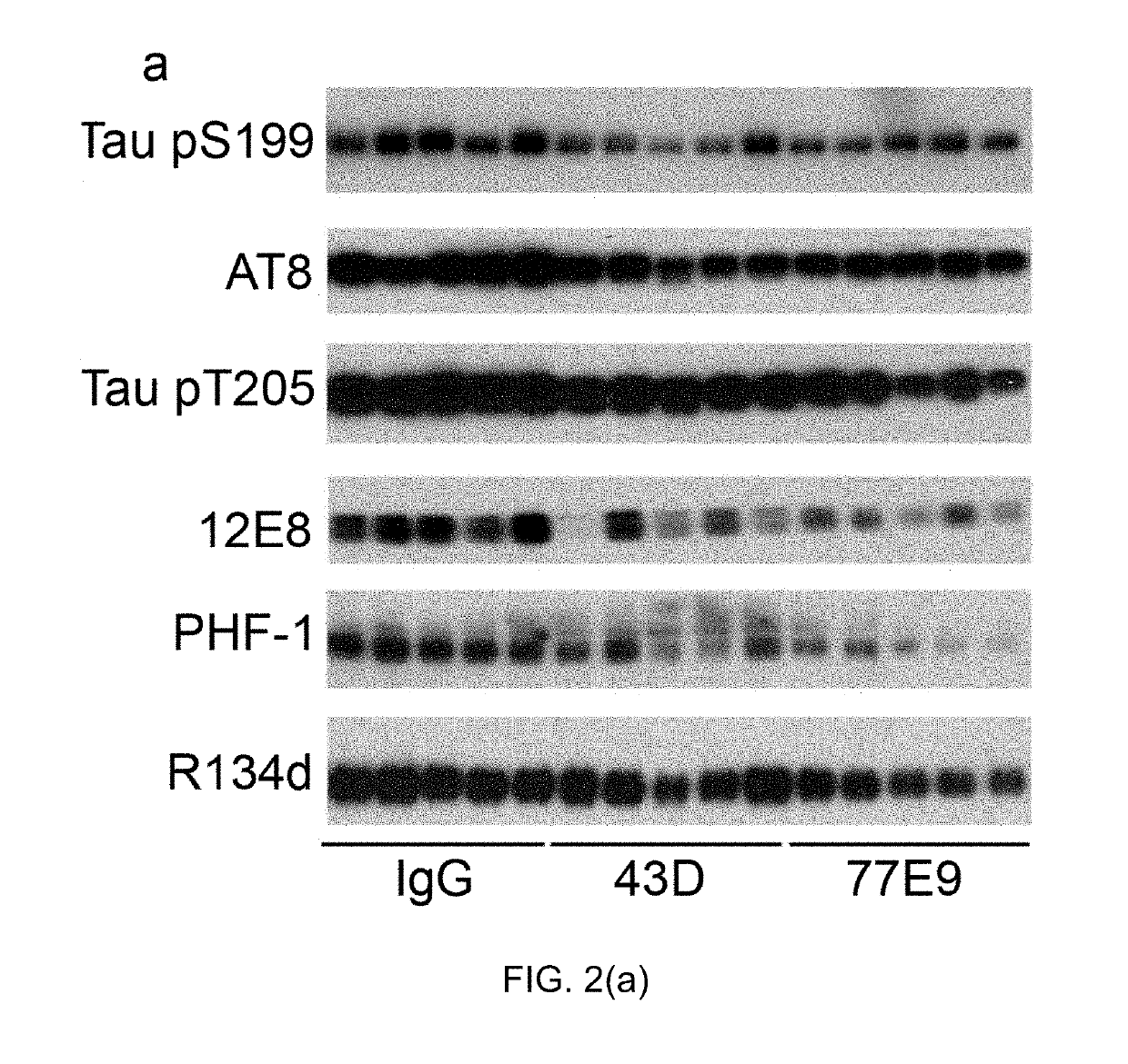 Treatment of tauopathies by passive immunization targeting the N-terminal projection domain of tau