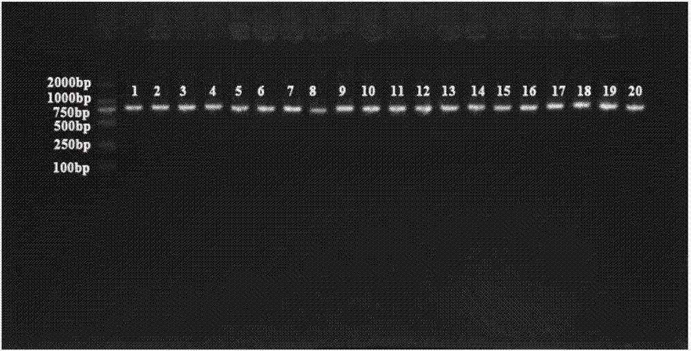 Primer group and method for identifying dendrobium huoshanense and dendrobium officinale product based on Real-time ARMS-qPCR