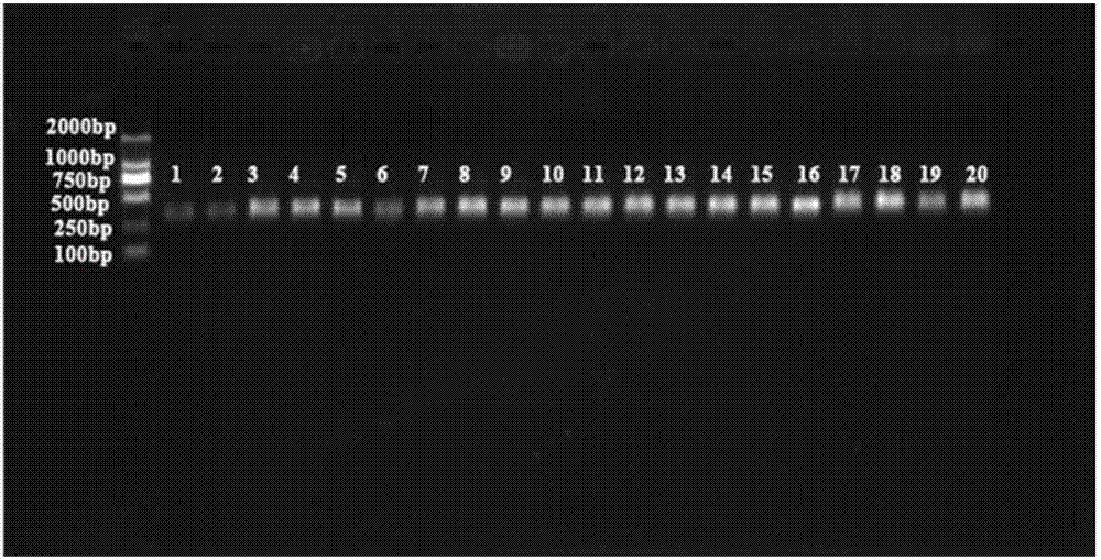 Primer group and method for identifying dendrobium huoshanense and dendrobium officinale product based on Real-time ARMS-qPCR