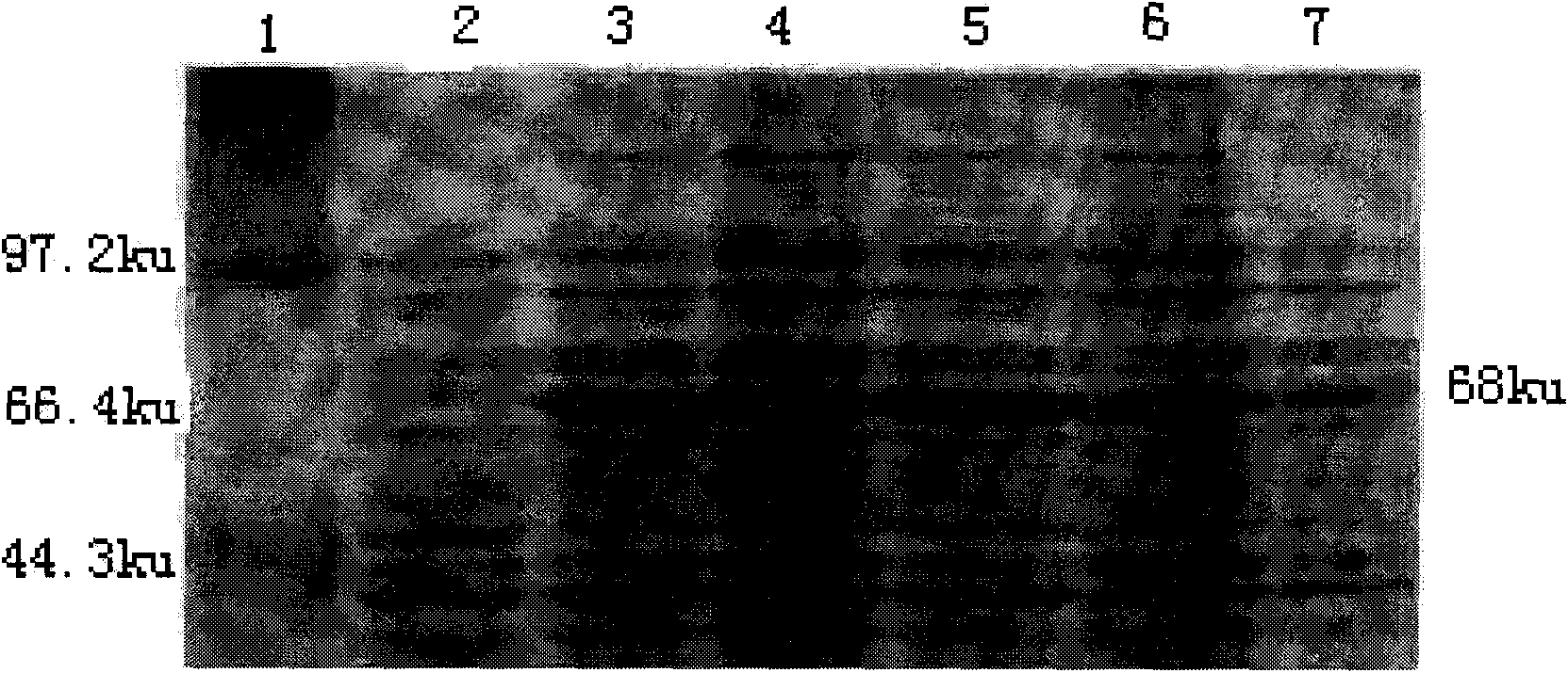 Abortus Chlamydia psittaci vaccine and preparation method thereof