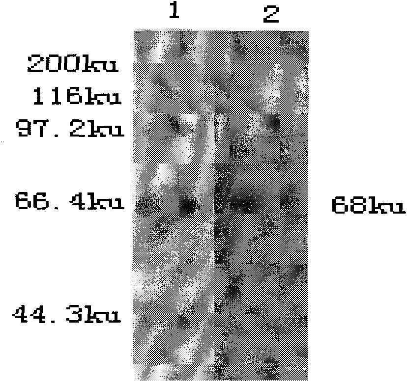 Abortus Chlamydia psittaci vaccine and preparation method thereof