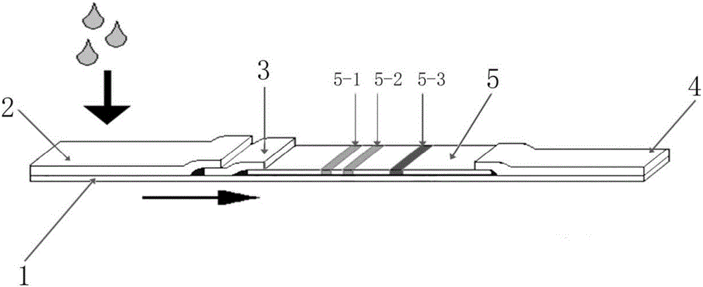 Human ABO blood type reverse typing colloidal gold test strip as well as preparation method and application thereof