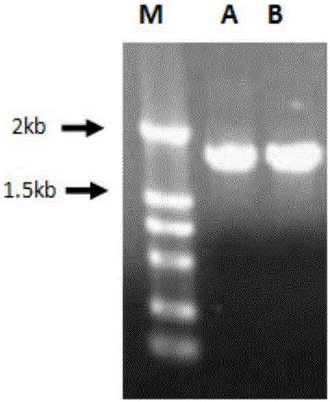 Human ABO blood type reverse typing colloidal gold test strip as well as preparation method and application thereof