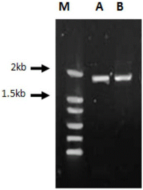 Human ABO blood type reverse typing colloidal gold test strip as well as preparation method and application thereof