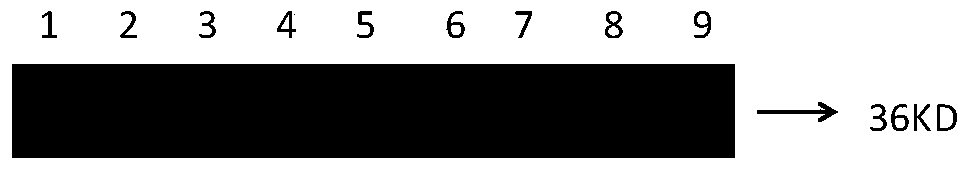 HPV18 E and E7 fusion gene mutant as well as related biological material and coding protein thereof