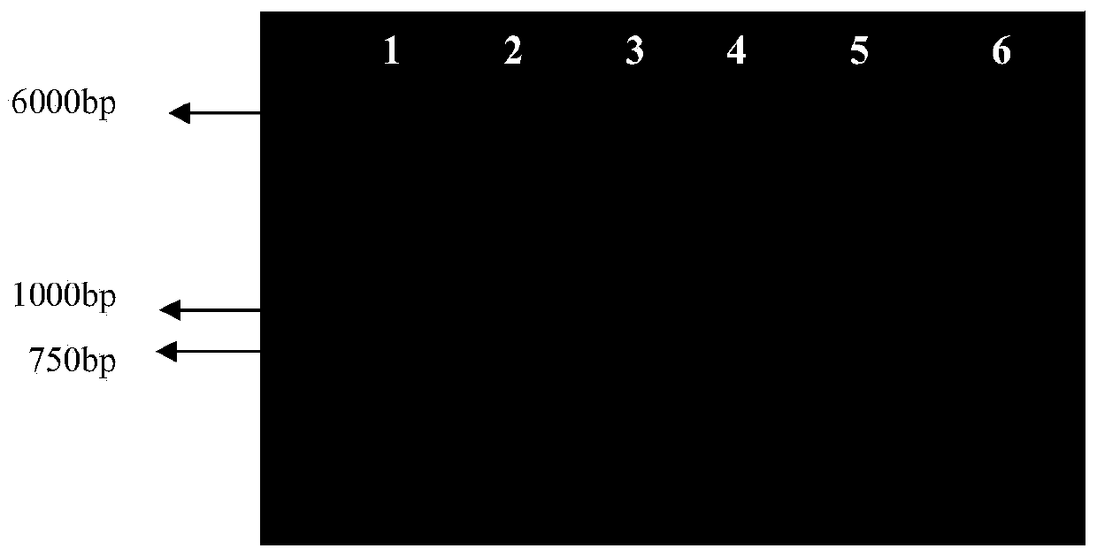 HPV18 E and E7 fusion gene mutant as well as related biological material and coding protein thereof