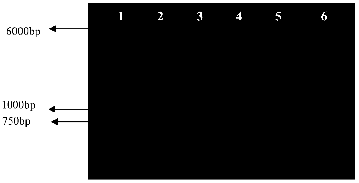 HPV18 E and E7 fusion gene mutant as well as related biological material and coding protein thereof