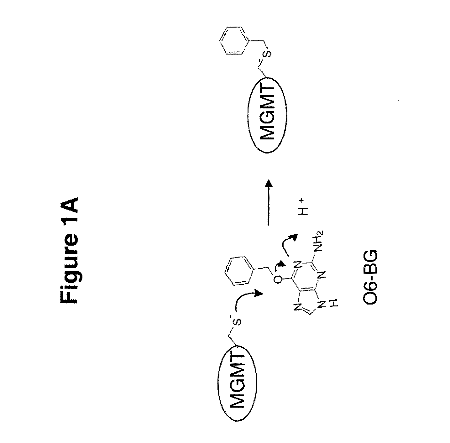 Development of a novel assay for mgmt (methyl guanine methyl transferase)