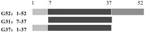 Pharmaceutical composition and preparation method and use thereof