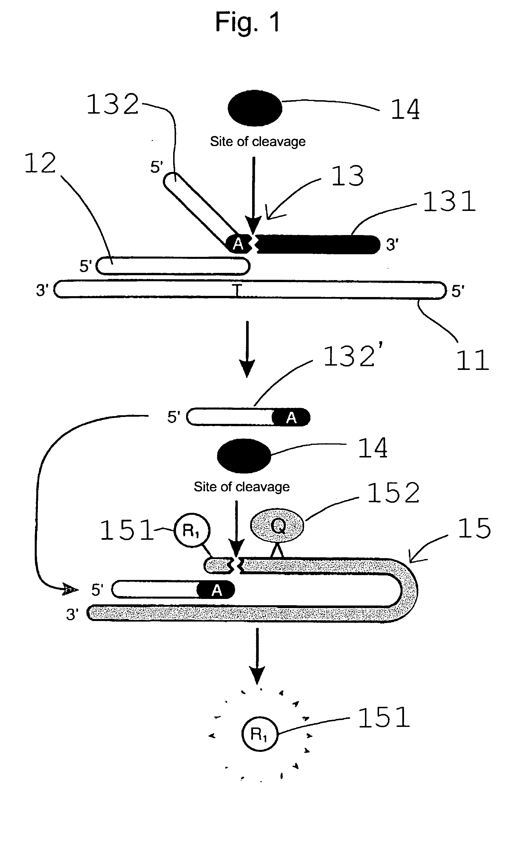 Method for detecting gene specifying allergic predisposition