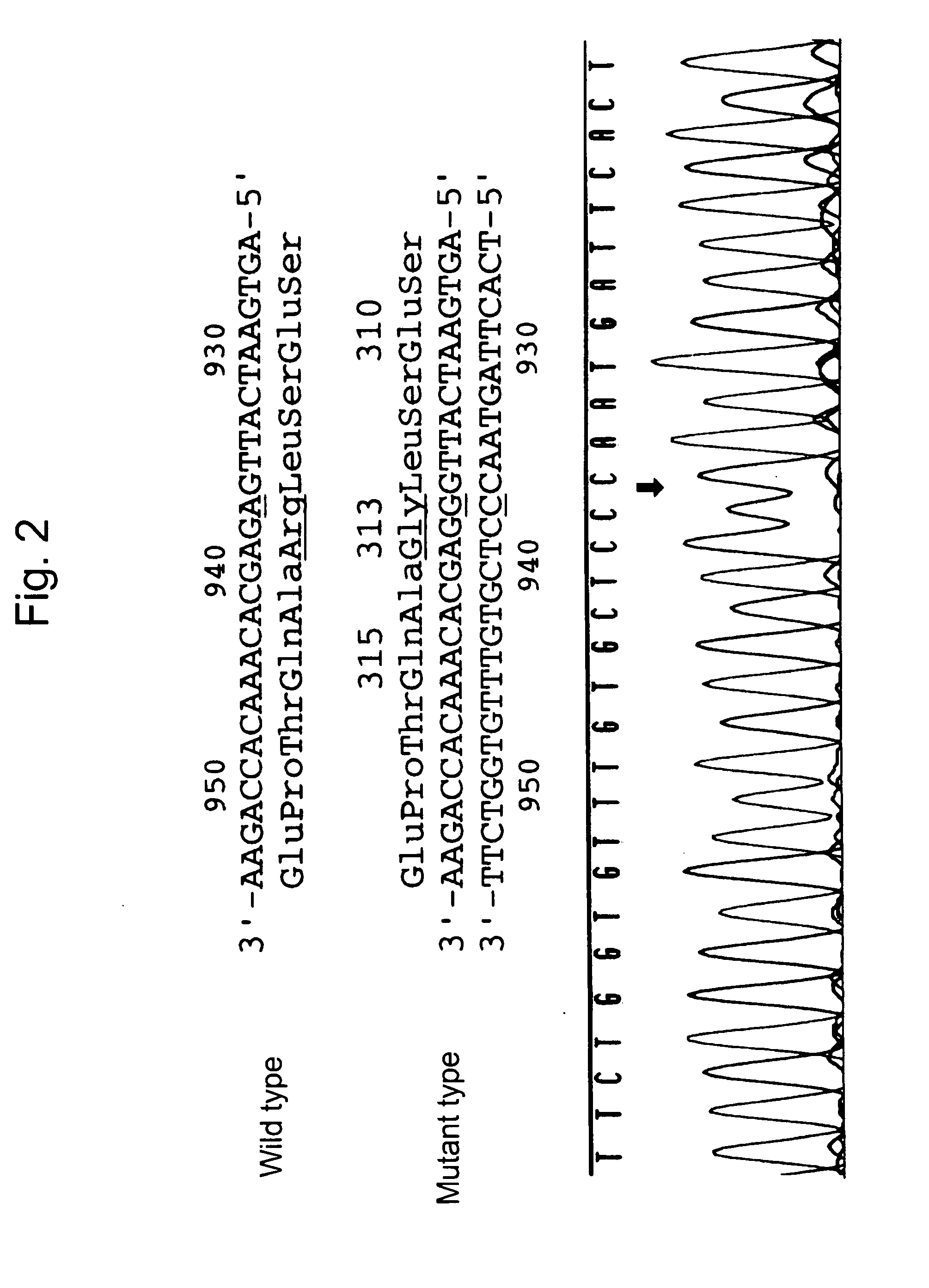 Method for detecting gene specifying allergic predisposition