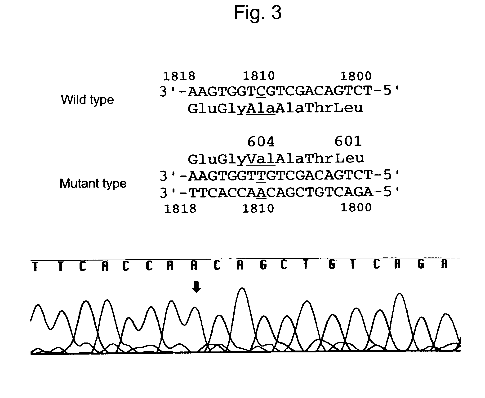 Method for detecting gene specifying allergic predisposition