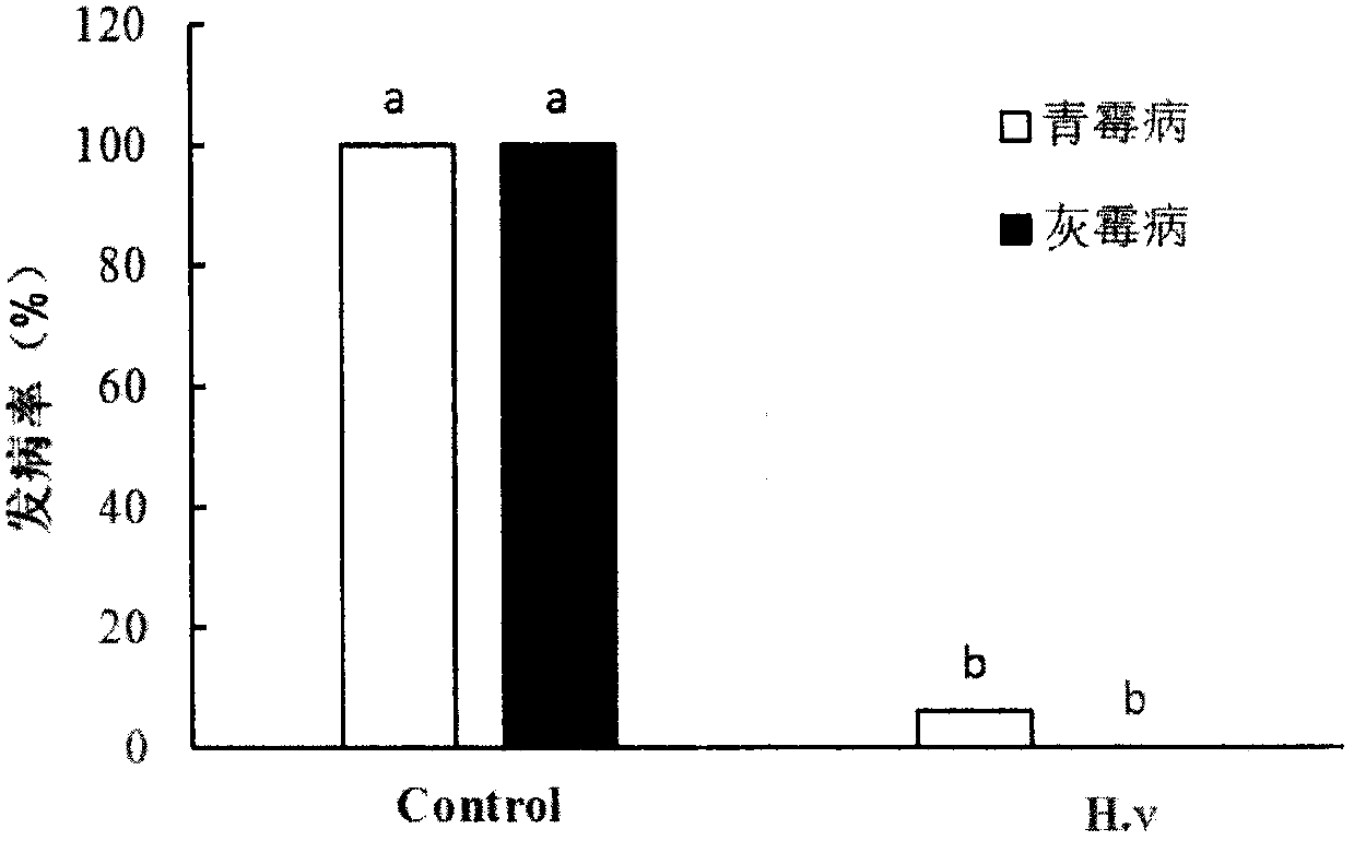 Hanseniaspora vineae capable of effectively preventing and controlling postharvest diseases of fruits and vegetables and preparation and use method thereof