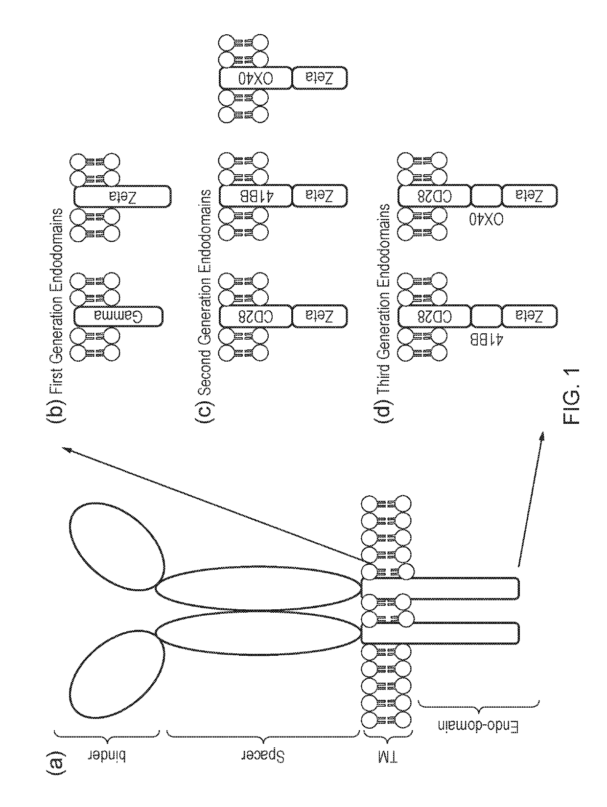 Cell expressing car and gpcr