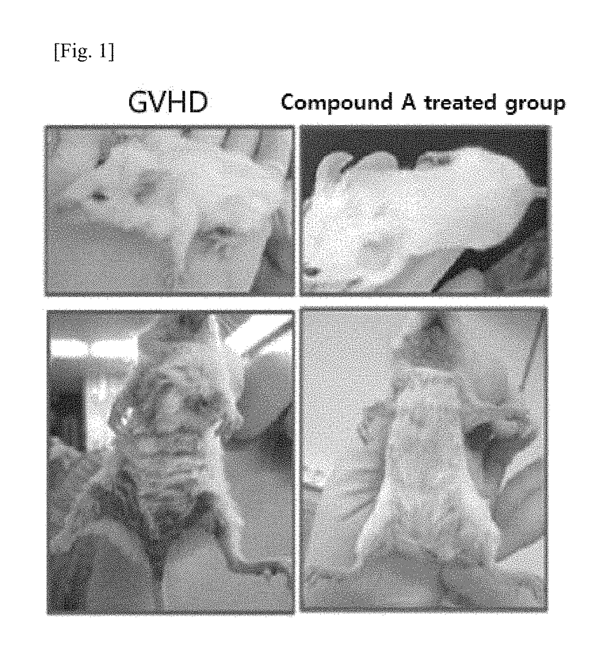 Pharmaceutical composition for inhibiting immune response through inducing differentiation into regulator T cells and promoting proliferation of regulator T cells