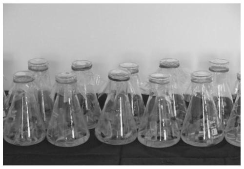 Oil sunflower inbred line in vitro culture method