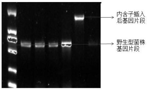 A kind of method and its application of improving electricity production of Clostridium beijerinckii