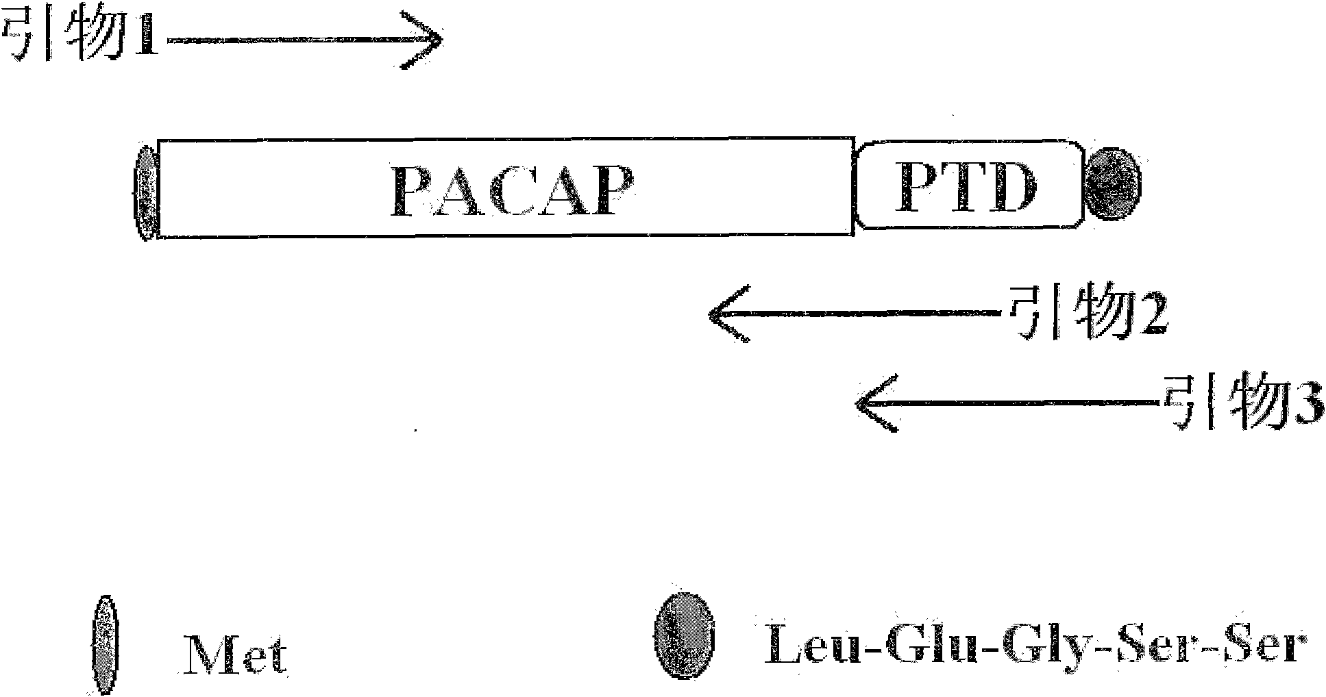 Recombination fusion protein PACAP-PTD (Pituitary Adenylate Cyclase Activating Peptide-Protein Transduction Domain) as well as expression method and application thereof