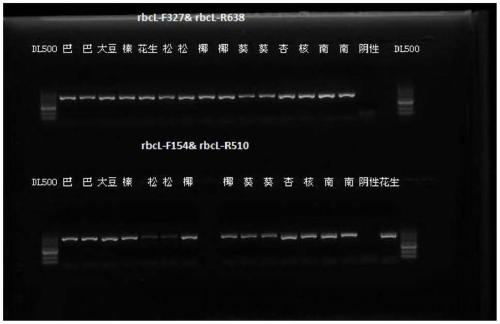 Universal primer for plant-derived component identification and application of universal primer