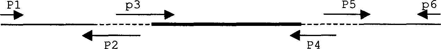 Vaccine preparation for fused virus-like granule, its production method and process of using