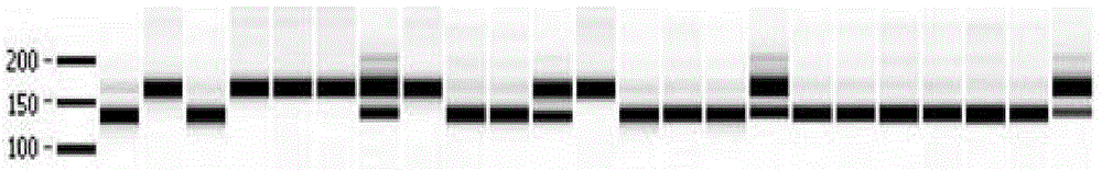 Corynespora cassiicola anti-disease gene Cca as well as encoding protein and application thereof